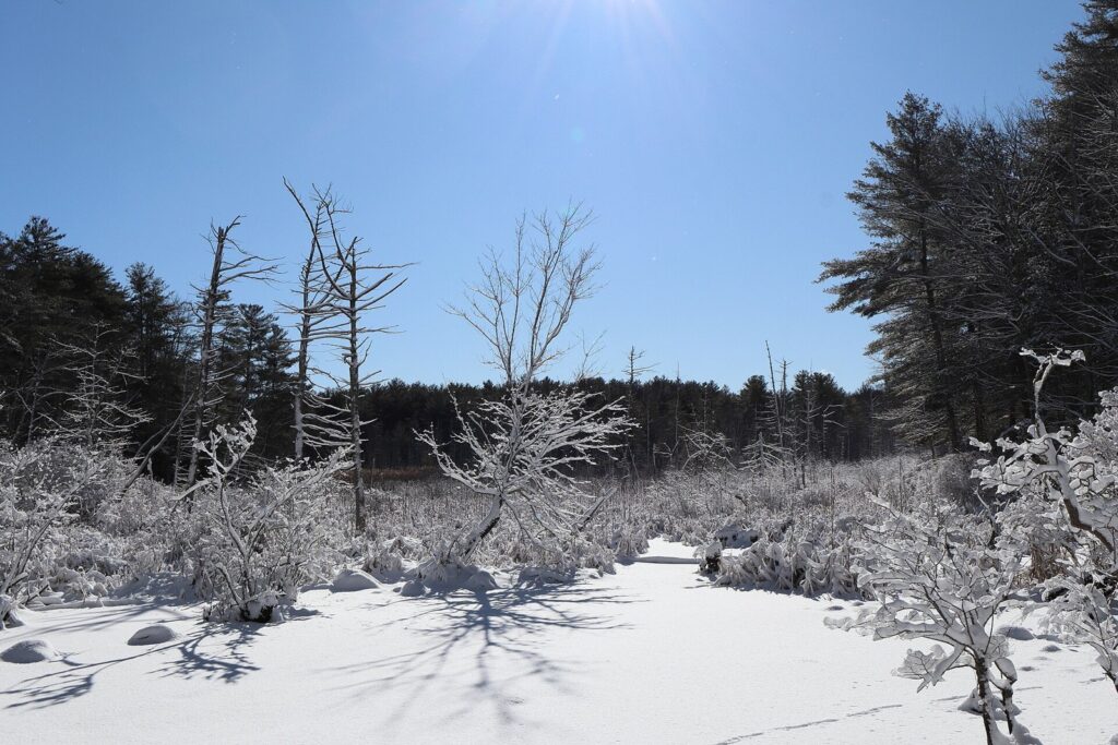 Snow-covered trees and ground